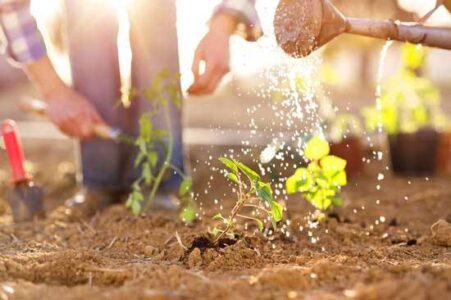 Guide to Early Spring Seasonal Gardening Image